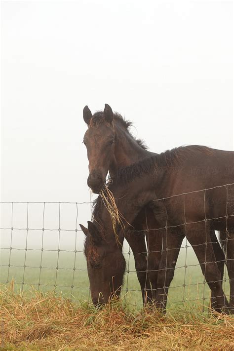 Two Horses In A Meadow By Stocksy Contributor Marcel Stocksy