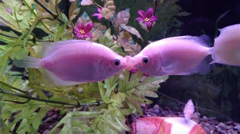 Kissing Fish Wholesale Price And Mandi Rate For Kissing Gourami