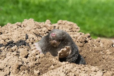Animals That Dig Holes In Yards 13 Examples With Pictures