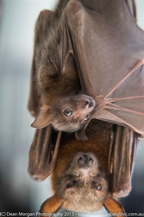 Pin On Bats