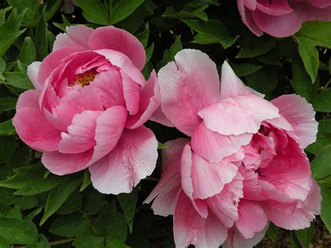 Peonies In Classical Chinese Poetry Crickethillgarden