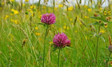 How To Grow Native Red Clover Gardening Advice The Guardian