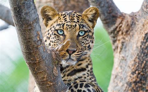 Beautiful Leopard High Definition Wallpaper