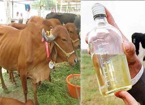 Cow Urine For Personal Use Grade Natural Grade At Rs Litre In