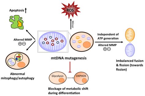 genes free full text roles of mitochondrial dna mutations in stem cell ageing