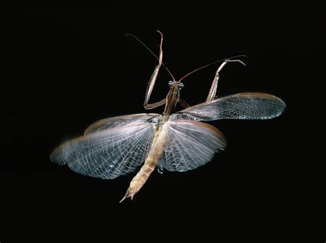 Praying Mantis In Flight Photograph By Perennou Nuridsany Pixels