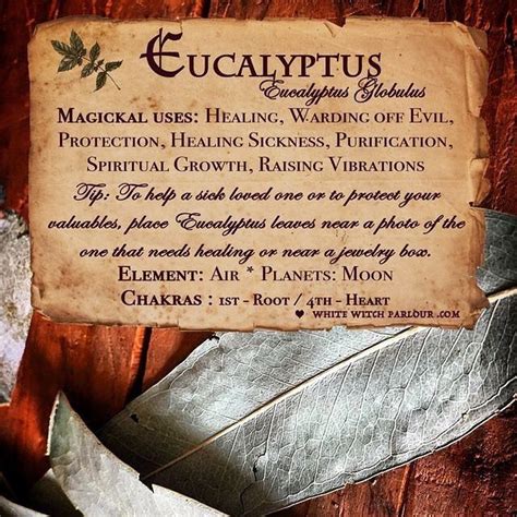 Sharing Some Eucalyptus Magick With You Today Whitewitchparlour