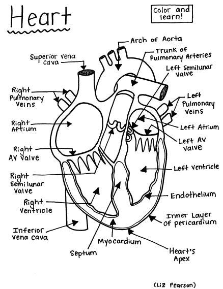 Heart Printable Coloring Page Educational And Teaching Resource — Hbarsci