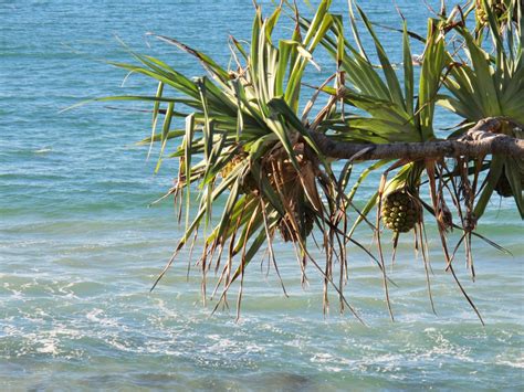 Free Images Beach Sea Ocean Palm Tree Wave Flower Wind Coastal