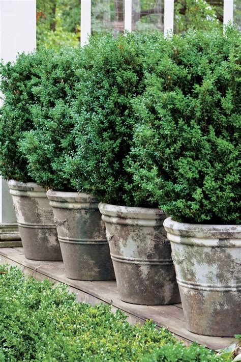 125 Container Gardening Ideas Boxwood Landscaping Backyard