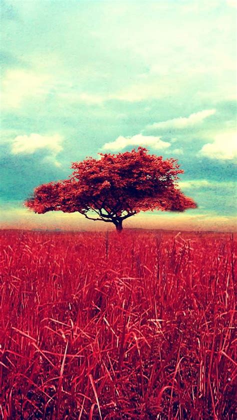 Lone Red Tree Iphone Wallpapers Free Download