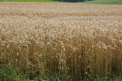 Free Images Meadow Barley Wheat Prairie Summer Harvest Crop
