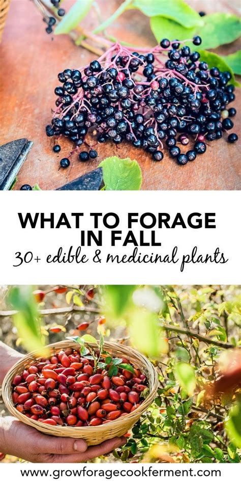 What To Forage In Fall 30 Edible And Medicinal Plants And Mushrooms