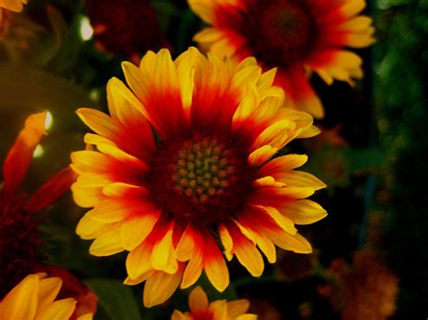 Blanket Flowers: Plant Care and Collection of Varieties ...