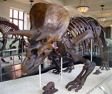 Relax—triceratops Really Did Exist Science Smithsonian