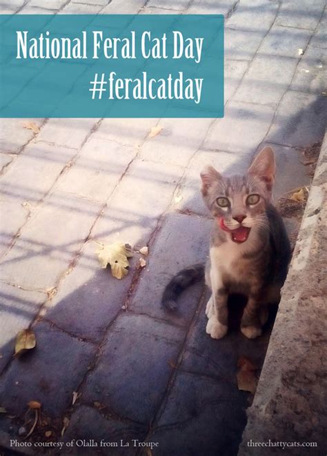 National Feral Cat Day Feralcatday Btc4a Three Chatty Cats