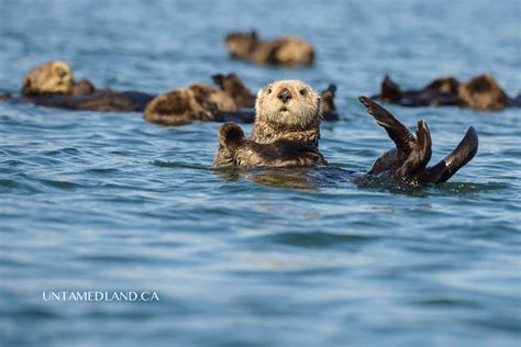 Monterey Bay sea otters | Sea otter, Monterey bay, Otters