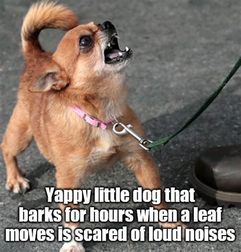 Yappy Dog Scared Of Noise Imgflip