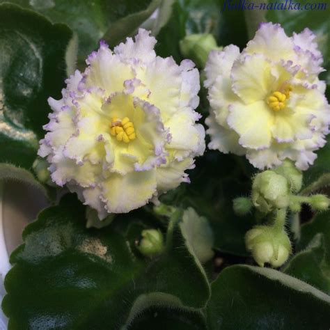 Flowers may be single, double, edged with white. African violet 'Zoloto Nibelungov / Gold of the Nibelungen ...