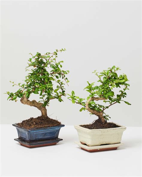 Bonsai Fukien Tea Tree Indoor Plants Delivered London The Stem