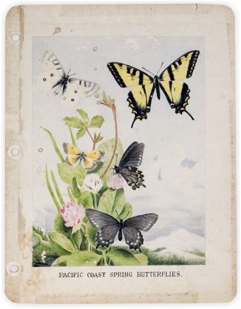 butterfly prints kansapedia kansas historical society