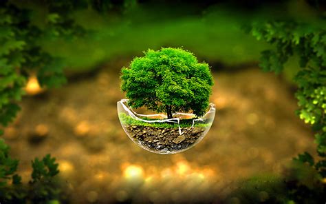 3d Nature Images Hd With Flying Tree On Broken Glass Hd