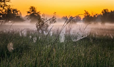 Morning Cobwebs In The Meadow On Behance