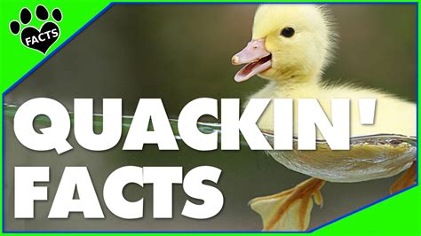 Click about to get started! 10 Astonishing Facts About Ducks You'll Want to Know ...
