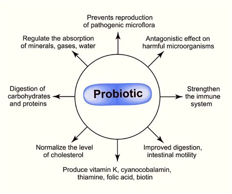 How To Choose The Right Probiotic Supplement And What To Feed It