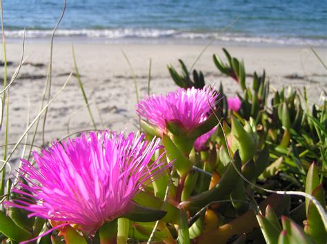 Bright Flowers And Beach Free Stock Photo Public Domain Pictures