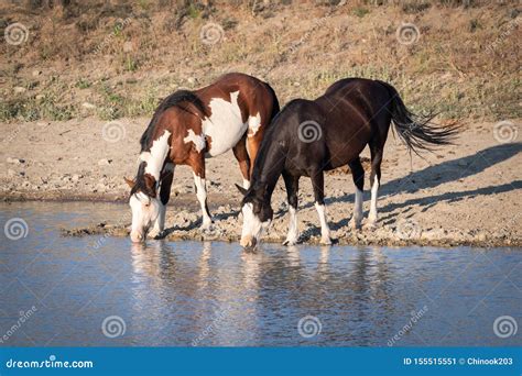 Two Wild Horses Drinking Water At A Pond Stock Image Image Of Pair