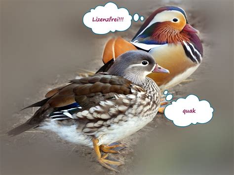 Quaknet • Lizenzfreie Fotos