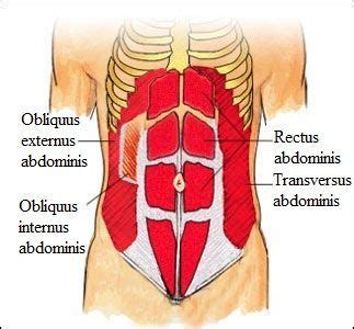 musculus obliquus externus abdominis Sök på Google pack abs workout pack abs Yoga