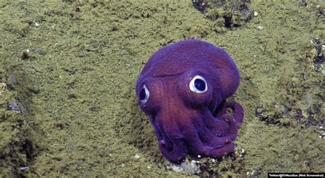 Scientists Go Crazy About A Big Eyed Squid
