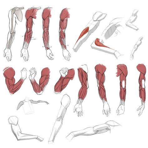 Muscle Anatomy Drawing Reference Arm Muscle Drawing Anatomy Reference