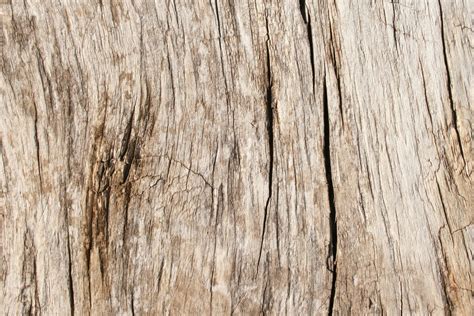 Free Images Tree Branch Antique Texture Floor Trunk