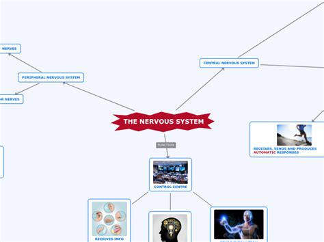 The Nervous System Mind Map
