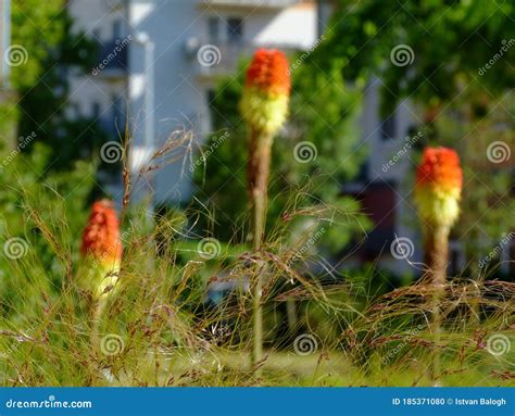 Mexican Feather Grass Closeup With Blurred Orange Torch Lily Flowers