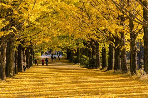 5 Tips For Capturing Japans Fall Foliage Smugmug