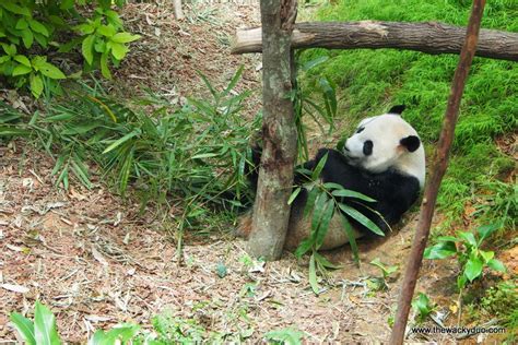 Giant Pandas Singapore Zoo Kai Kai And Jia Jia The Wacky Duo