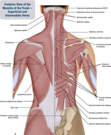 The primary responsibilities of the ribcage involve protecting the thoracic visceral organs, enclosing the thoracic visceral organs, and is included in the. Lower Back Muscles Names : 8 Muscles Of The Spine And Rib ...