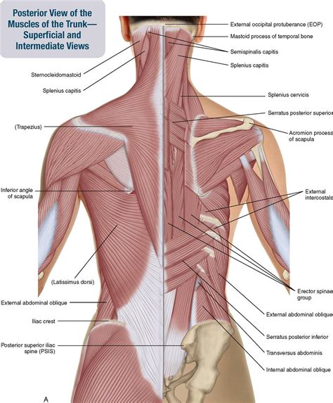 The underlying connective tissue may be temporarily or permanently damaged if. 8. Muscles of the Spine and Rib Cage | Musculoskeletal Key