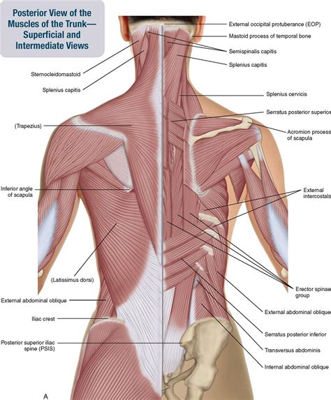 Cramps in ribcage muscles are often observed in those who strain or overwork their upper body pain and stiffness are two important symptoms of cramps in ribcage. 8. Muscles of the Spine and Rib Cage | Musculoskeletal Key