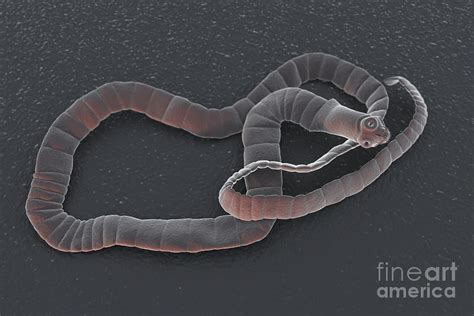 Human Tapeworm Photograph By Science Picture Co