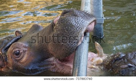 Hippo Bites Metal Bar His Tank Stock Photo 737883760 Shutterstock