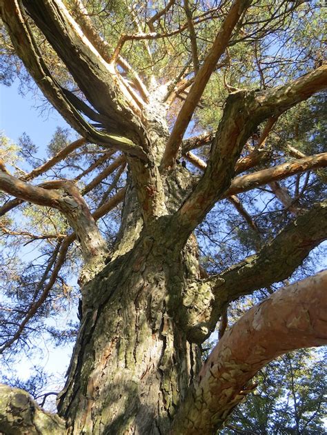 Omekactl Scotch Pine Bark