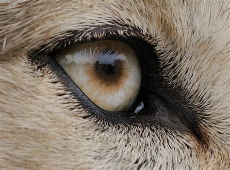 White Wolf The Incredibly Detailed Photos That Reveal Animal Eyes In