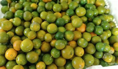 The other 2 trees i shall reserve for the calamondin lime / limau kasturi. Limau Kasturi Berbuah Lebat, Elok Buat Begini Untuk Dapat ...