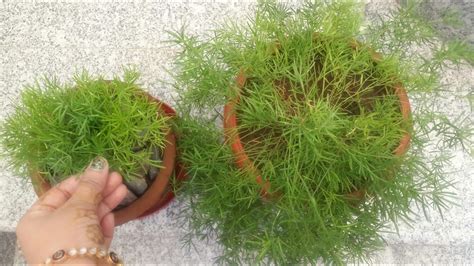 An asparagus fern that is placed in low light will grow very slowly and use very little water. Asparagus fern care n propagation tips/ खूबसूरत पौधे को घर ...
