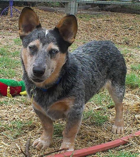 Puppies sale, collie puppies sale michigan, available collie puppies, collie kennel, blue merle rough collie puppies, collies sale, available collies. Cowboy corgi | Dogs and Cats | Pinterest | Corgi, Dog and ...